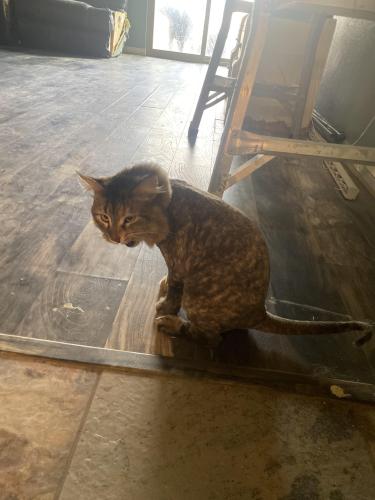 Lost Female Cat last seen Shady river , El Paso, TX 79938