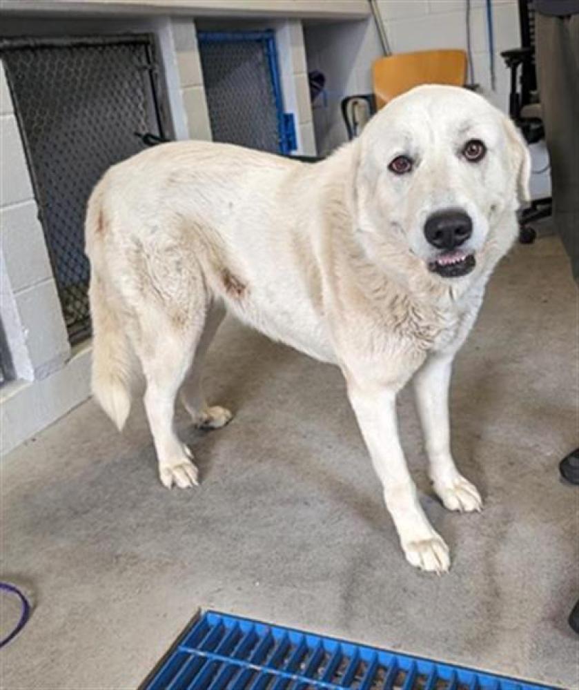 Shelter Stray Female Dog last seen 69TH ST & 39TH AVE, Sacramento, CA 95818