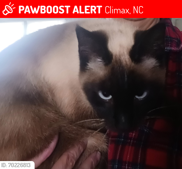 Lost Female Cat last seen Old Red Cross rd.  Climax, NC, Climax, NC 27233