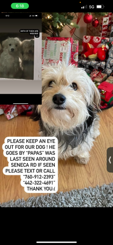 Lost Male Dog last seen El evado rd, Victorville, CA 92392