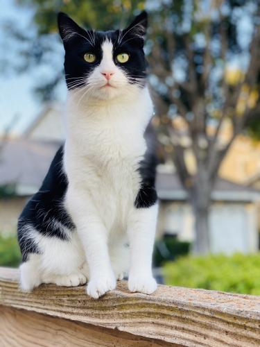 Lost Female Cat last seen Fairgrove & Sunkist, La Puente, CA 91746