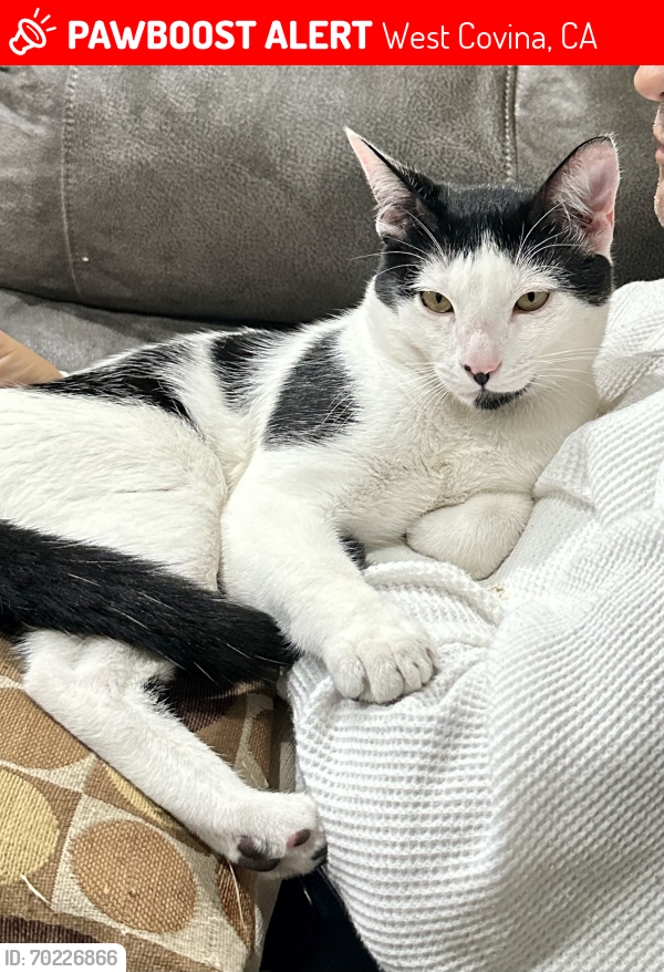 Lost Male Cat last seen Whitingham, West Covina, CA 91792