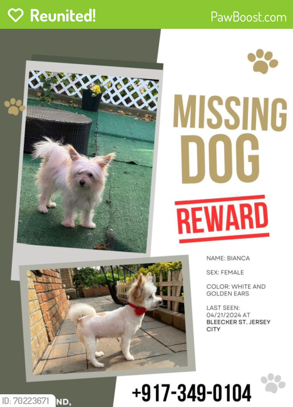 Reunited Female Dog last seen Bleecker st Jersey City , Jersey City, NJ 07307