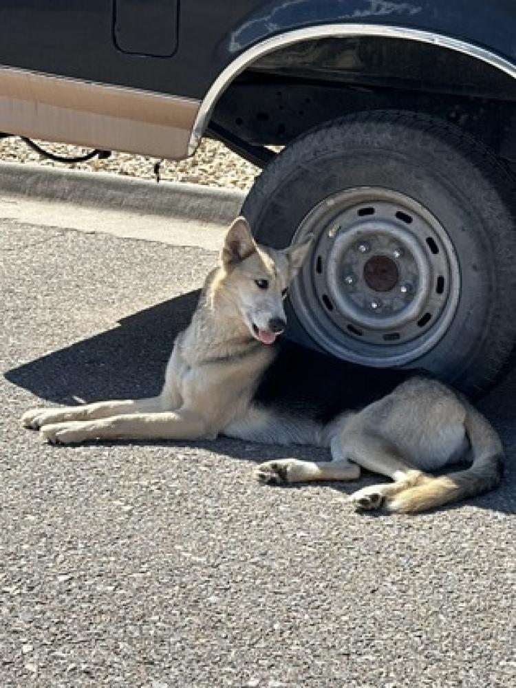 Shelter Stray Female Dog last seen Near Chippendale, CITY of El Paso, TX, Fort Bliss, TX 79906