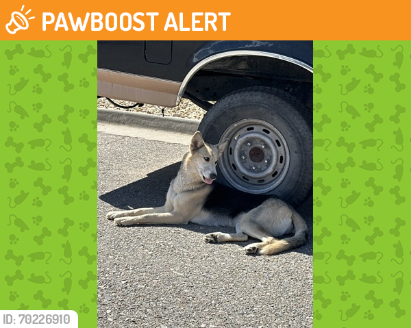 Shelter Stray Female Dog last seen Near Chippendale, CITY of El Paso, TX, Fort Bliss, TX 79906