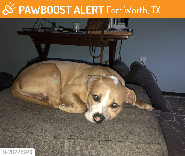 Found/Stray Male Dog last seen Woodfield and Patino, Fort Worth, TX 76112