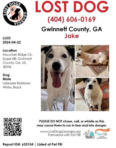 Lost Male Dog last seen Last seen in a wooded area behind  Twin Creeks,and Kendrix Ridge, Sugar Hill, GA 30518