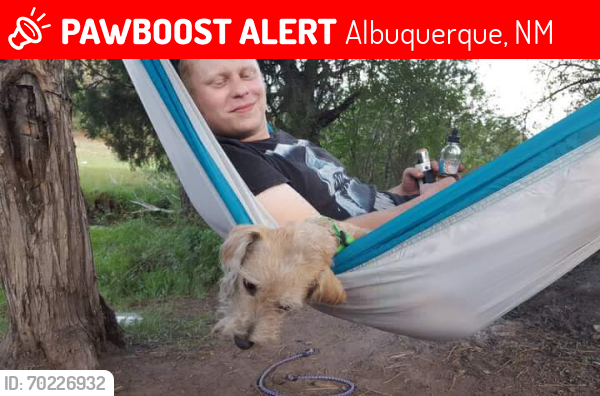 Lost Male Dog last seen Juan tabo and comanche, Albuquerque, NM 87111