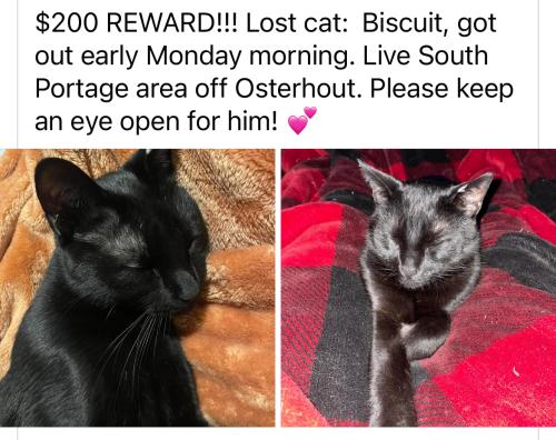 Lost Male Cat last seen Osterhout / shaver , Portage, MI 49024