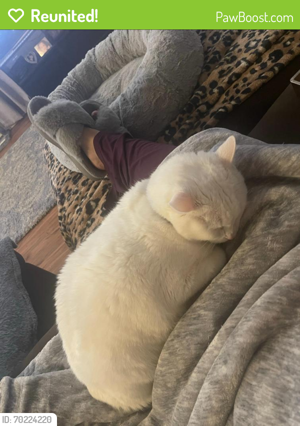 Reunited Male Cat last seen Coors and Illff , Albuquerque, NM 87105