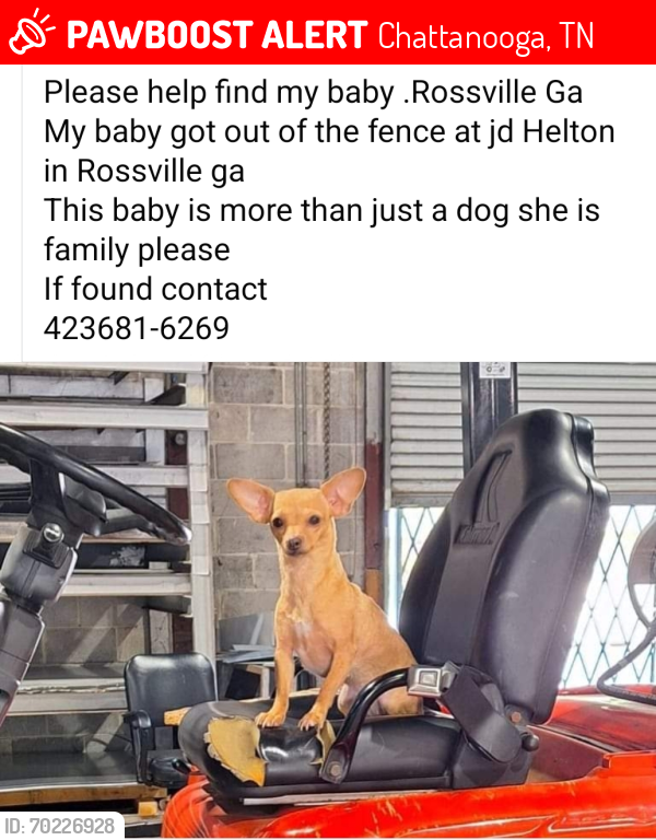 Lost Female Dog last seen Between Rossville Blvd and jd Helton roofing area near railroad tracks, Chattanooga, TN 37407