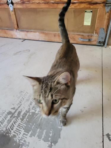 Lost Male Cat last seen Old Castle Road, Valley Center, CA 92082