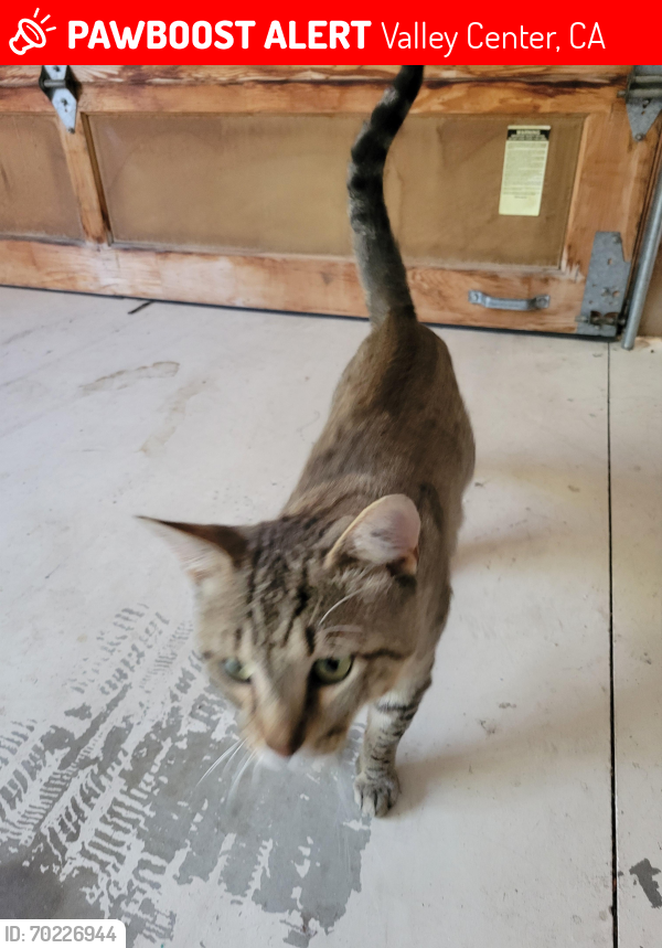 Lost Male Cat last seen Old Castle Road, Valley Center, CA 92082