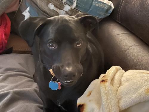 Lost Male Dog last seen Hardscrable Wilderness Area, Briarcliff Manor, NY 10510