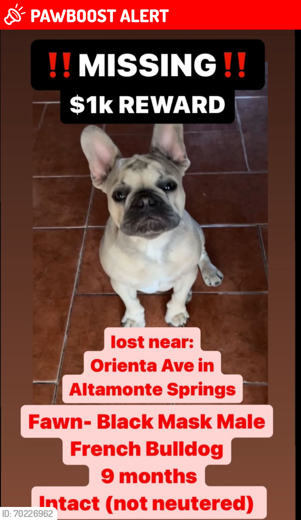 Lost Male Dog last seen Near Orienta Ave , Altamonte Springs, FL 32701