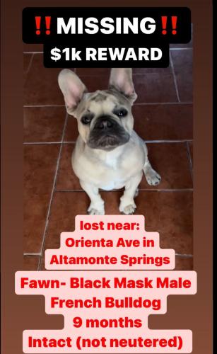 Lost Male Dog last seen Near Orienta Ave , Altamonte Springs, FL 32701