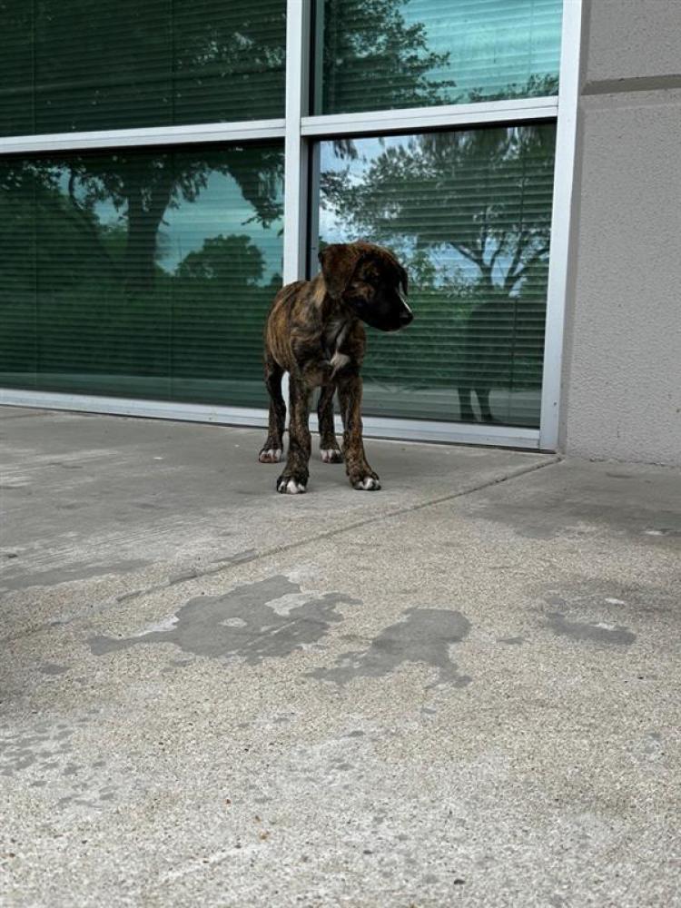 Shelter Stray Female Dog last seen Near BLOCK ST ELMO, Austin, TX 78702