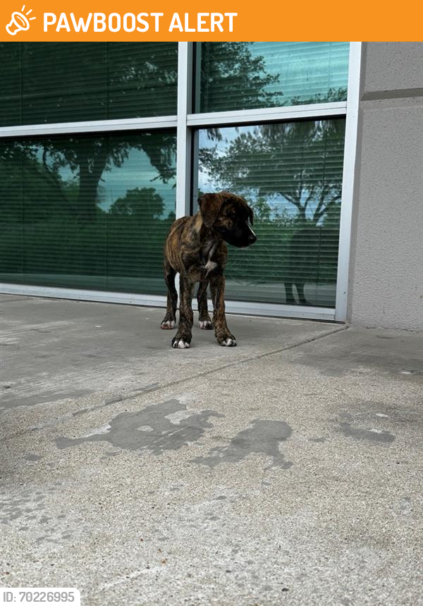 Shelter Stray Female Dog last seen Near BLOCK ST ELMO, Austin, TX 78702