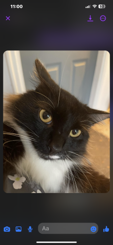 Lost Male Cat last seen Old Chemstrand Rd , North Northwest Pensacola, FL 32533