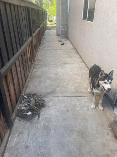 Lost Male Dog last seen Oliver Dt, Moreno Valley, CA 92555