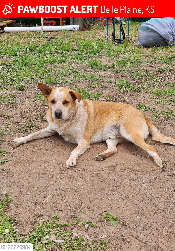 Lost Male Dog last seen Near Timber Rd Belle Plaine KS , Belle Plaine, KS 67013