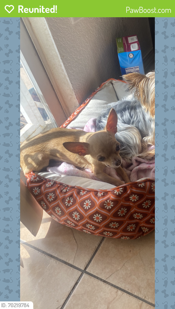 Reunited Female Dog last seen Arenal and Unser, Albuquerque, NM 87121
