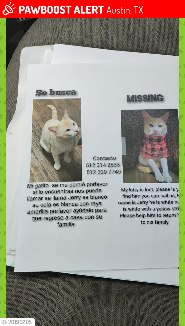 Lost Male Cat last seen Metric Blvd & W Braker Ln, Austin, TX 78758