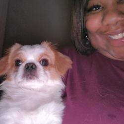 Lost Male Dog last seen hmstd, Houston, TX 77016