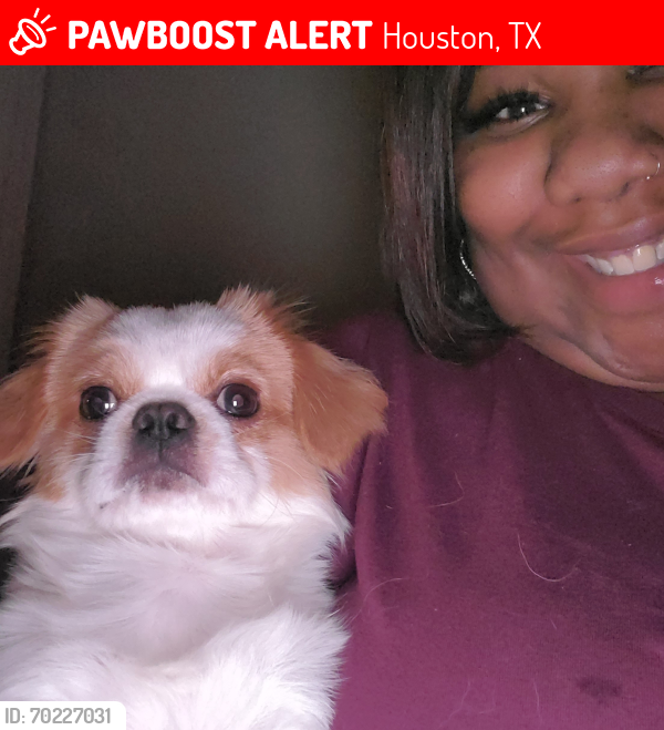 Lost Male Dog last seen hmstd, Houston, TX 77016