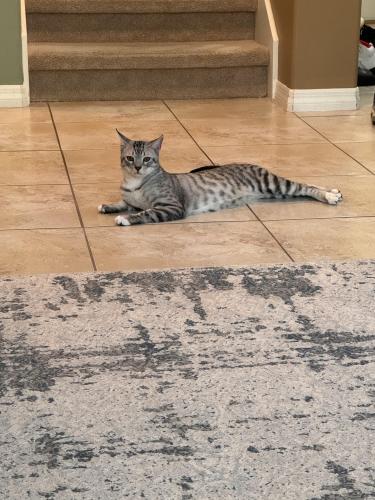 Lost Male Cat last seen indian rosewood drive, Tampa, FL 33647