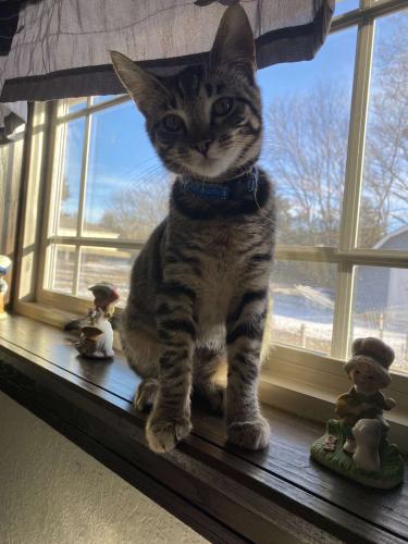 Lost Male Cat last seen Don Tyson and butterfield coach , Springdale, AR 72764