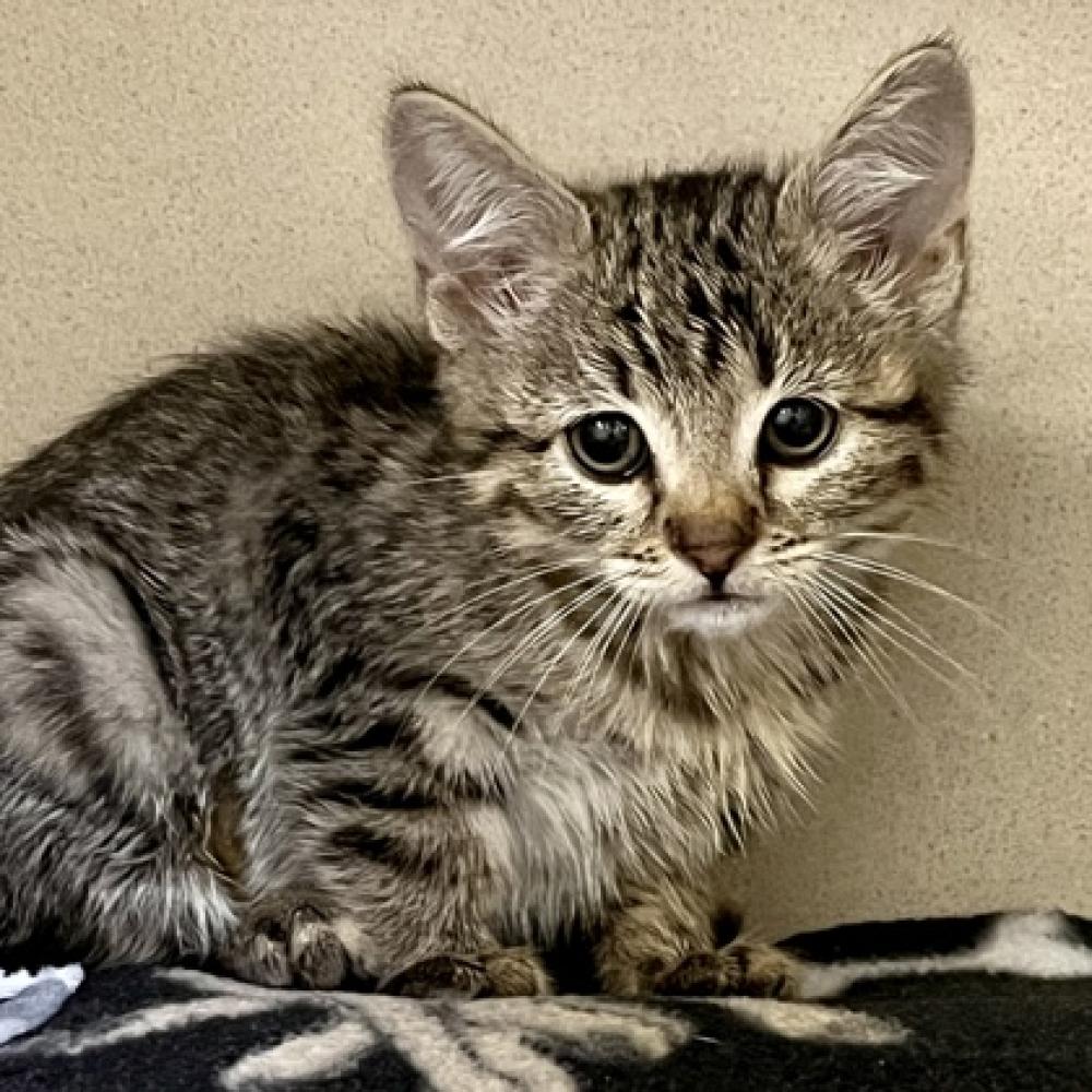 Shelter Stray Female Cat last seen Near Greenholme Dr 20, Sacramento, CA 95842, Sacramento County, CA, Sacramento, CA 95828