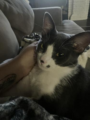 Lost Male Cat last seen NW 37th and Indiana , Oklahoma City, OK 73118