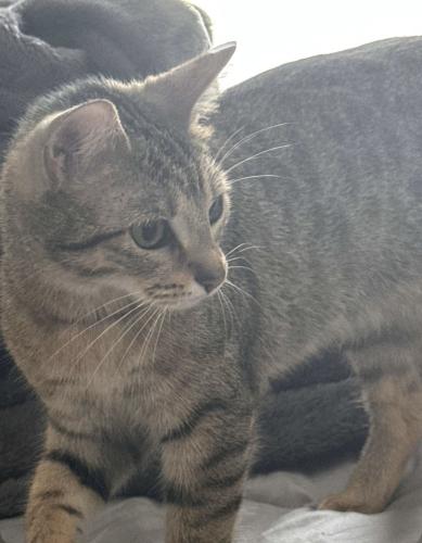 Lost Female Cat last seen W Field St & S Pennway Pt, Homosassa Springs, FL 34446