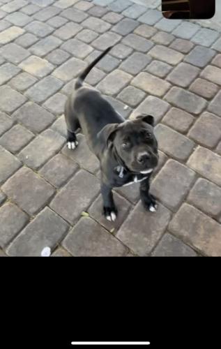 Lost Female Dog last seen Arville Ave, Flamingo Rd,Decatur, Paradise, NV 89103