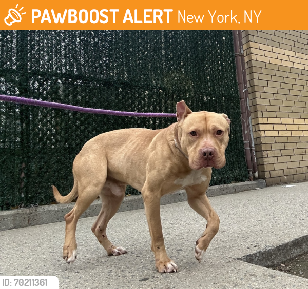 Shelter Stray Male Dog last seen 92-08 222nd Street, QUEENS VILLAGE, NY, 11428, New York, NY 10029