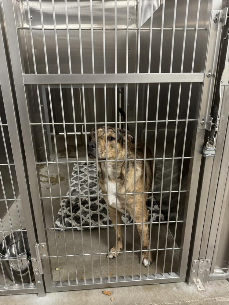 Shelter Stray Male Dog last seen Near W Sinto Avenue, SPOKANE, WA, 99201, Spokane, WA 99212