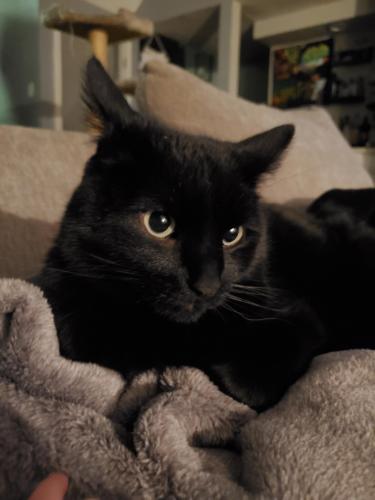 Lost Male Cat last seen 88th and Garrison , Arvada, CO 80005
