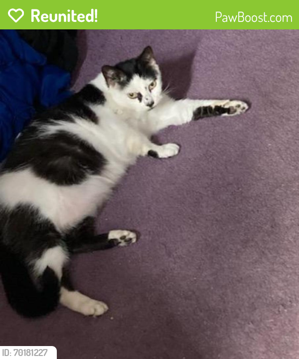 Reunited Female Cat last seen Quince and Franklin , Secane, PA 19018