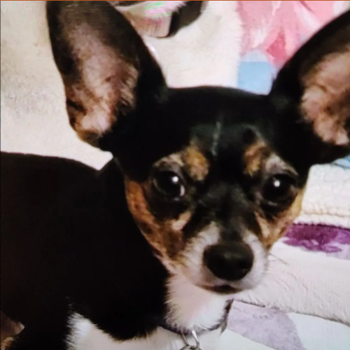 Lost Male Dog last seen E 40th Street and kings highway , Brooklyn, NY 11234