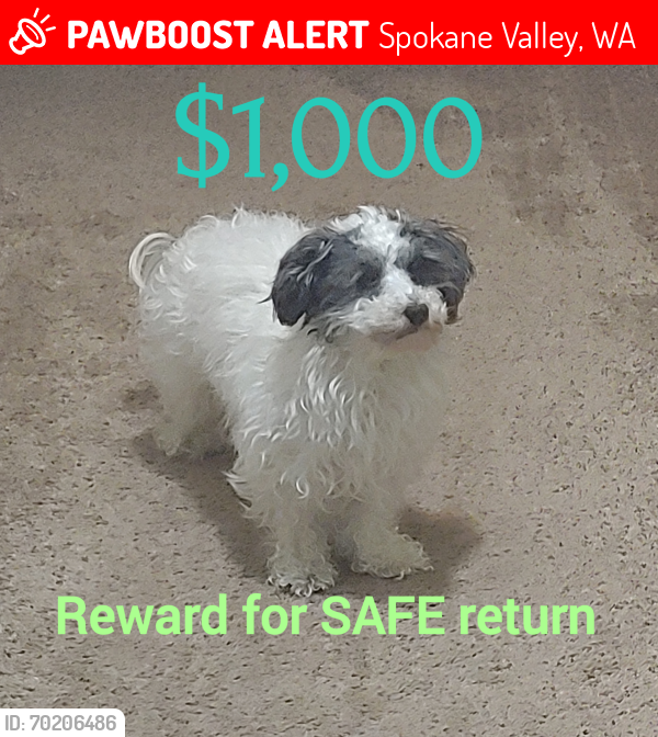 Lost Female Dog last seen Vera Crest and Conklin, Spokane Valley, WA 99037