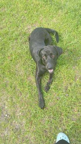 Lost Male Dog last seen Near Lukeman Lane, Tallahassee, Fl, 32304, Tallahassee, FL 32304