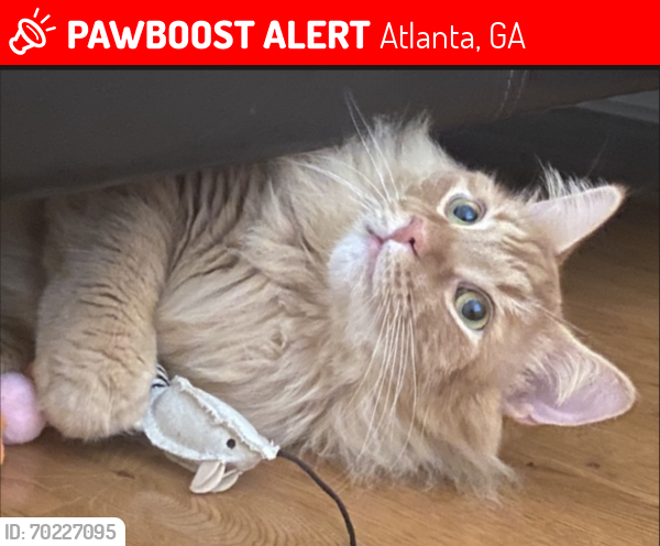 Lost Male Cat last seen North side and peach tree battle , Atlanta, GA 30305