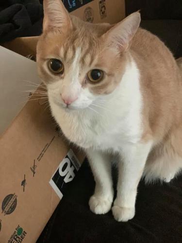 Lost Male Cat last seen Ayers Drive and Maestro , Seguin, TX 78155