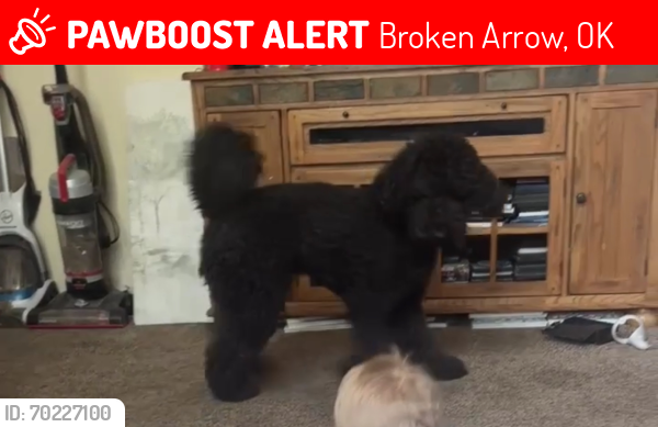 Lost Male Dog last seen 61st Garnett , Broken Arrow, OK 74012