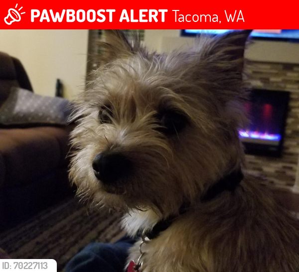 Lost Male Dog last seen 45th Janette , Tacoma, WA 98409