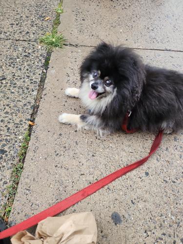 Lost Male Dog last seen Central Ave and Franklin Street, Jersey City, NJ 07306