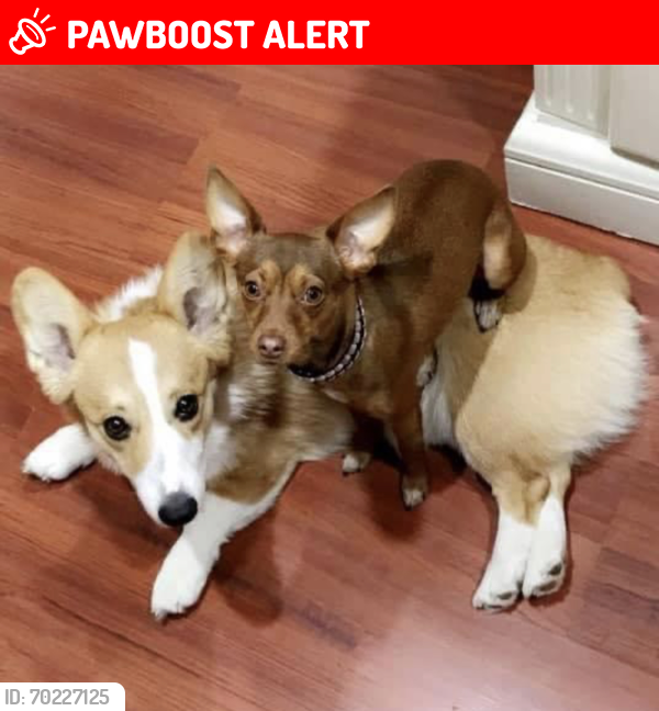 Lost Female Dog last seen Grinell wageman and Bradly rd , Security-Widefield, CO 80911