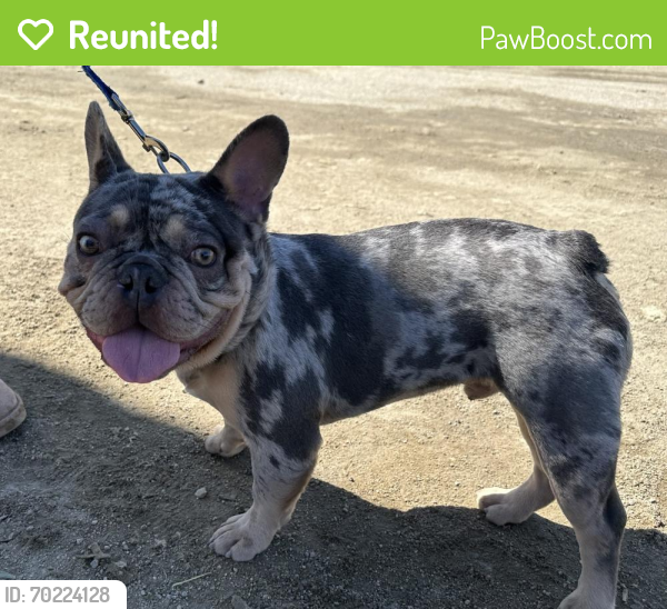 Reunited Male Dog last seen White oak and Sherman way, Los Angeles, CA 91335