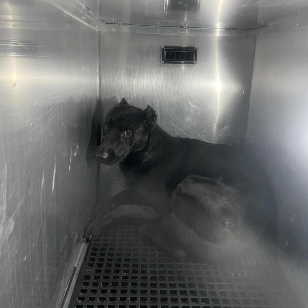 Shelter Stray Male Dog last seen , Philadelphia, PA 19140